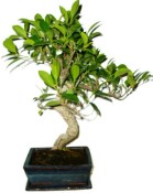  Ficus retusa - fíkovník - bonsai 1072