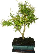 Punica granatum - granátovník 1074