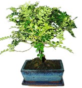 Caragona spinosa - čínský pepř 1076 - bonsai