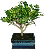 Caragona spinosa - čínský pepř 1077 - bonsai
