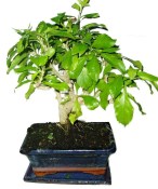 Durantha repens rarita Durancie 1078