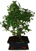 Zelkova 1079 - pokojové bonsaje 