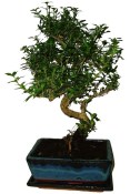 Serissa foetida - strom tísíce hvězd 107