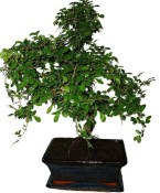 Zelkova 1081 - pokojové bonsaje 