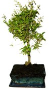 Punica granatum - granátovník 1082