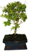 Punica granatum - granátovník 1083
