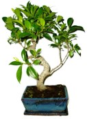 Ficus retusa - fíkovník - bonsai 1084