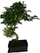 Caragona spinosa - čínský pepř 1086 - bonsai