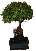 Pokojová bonsai - Sagerethia thea 1087