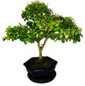 Ligustrum chinensis ptačí zob 1089