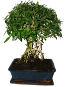 Serissa foetida - strom tísíce hvězd 108
