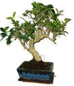 Ficus retusa - fíkovník - bonsai 637