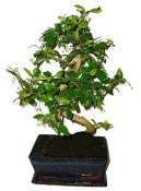 Pokojová bonsaj Carmona microphylla - čaj fuki 1090