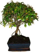 Pokojová bonsai - Sagerethia thea 1091