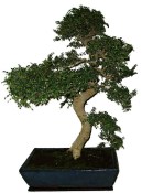 Zelkova 1095 - pokojové bonsaje 