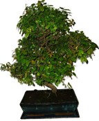 Pokojová bonsaj Carmona microphylla - čaj fuki 1097