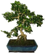 Pokojová bonsaj Carmona microphylla - čaj fuki 1098