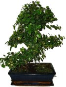 Pokojová bonsaj Carmona microphylla - čaj fuki 1099