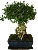 Serissa foetida - strom tísíce hvězd 109