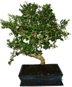 Pokojová bonsaj Carmona microphylla - čaj fuki 1102