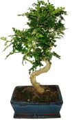 Caragona spinosa - čínský pepř 1105 - bonsai