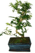 Caragona spinosa - čínský pepř 1106 - bonsai