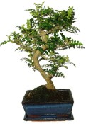 Caragona spinosa - čínský pepř 1107 - bonsai