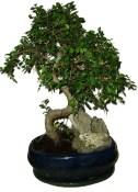 Zelkova 1108 - pokojové bonsaje 