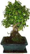 Pokojová bonsai - Sagerethia thea 110