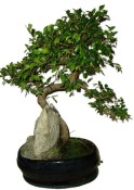 Zelkova 1110 - pokojové bonsaje 