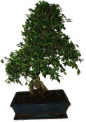 Zelkova 1112 - pokojové bonsaje 