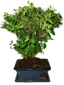 Pokojová bonsaje Cuphea 1113