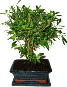 Serissa foetida - strom tísíce hvězd 1114