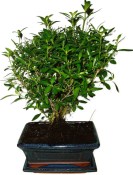 Serissa foetida - strom tísíce hvězd 1115