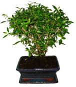 Serissa foetida - strom tísíce hvězd 1116