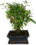 Serissa foetida - strom tísíce hvězd 1117