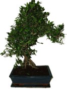 Zelkova 1118 - pokojové bonsaje 