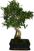 Ficus retusa - fíkovník - bonsai 1119