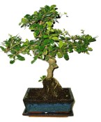 Pokojová bonsaj Carmona microphylla - čaj fuki 720