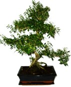 Serissa foetida - strom tísíce hvězd 1122
