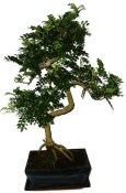 Caragona spinosa - čínský pepř 1124 - bonsai
