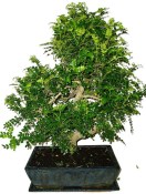 Caragona spinosa - čínský pepř 1127 - bonsai