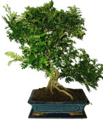 Caragona spinosa - čínský pepř 1128 - bonsai