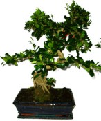 Pokojová bonsaj Carmona microphylla - čaj fuki 1129