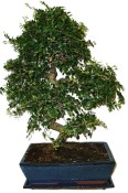 Zelkova 112kwe - pokojové bonsaje 