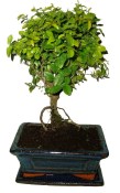 Pokojová bonsai - Sagerethia thea 112
