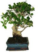 Ficus retusa - fíkovník - bonsai 637