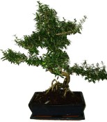 Serissa foetida - strom tísíce hvězd 1130