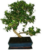 Pokojová bonsaj Carmona microphylla - čaj fuki 1131