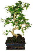 Pokojová bonsaj Carmona microphylla - čaj fuki 1133
